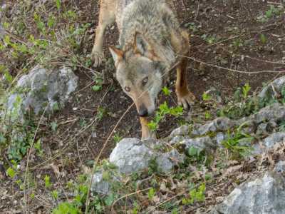 �Inizio cercando tracce: impronte, escrementi e carcasse di cinghiali, utilizzando anche una �fototrappola� dotata di sensori di movimento � spiega �. Una volta raccolti indizi del loro passaggio, parto con gli appostamenti�   